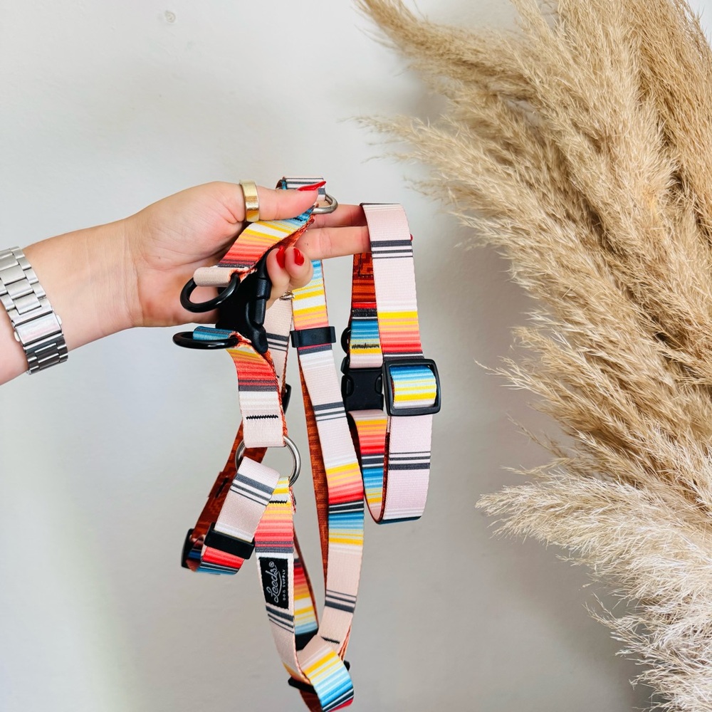 NEW LEEDS Califia Cream Orange Stripe Buckle Dog Collar Step In Harness $85 Set